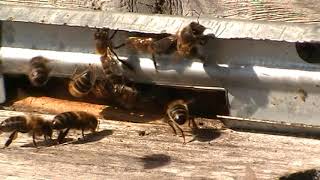 Пчёлы на летке улья дадан (Для Начинающих Видео)