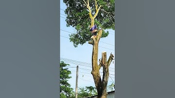 Kĩ thuật, Cưa cây Xoài siêu khủng gần nhà, dây điện