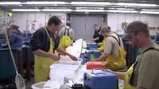 SD Salmon Tagging Teaser