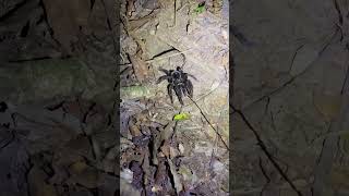 Tarantula On Amazon Night Walk