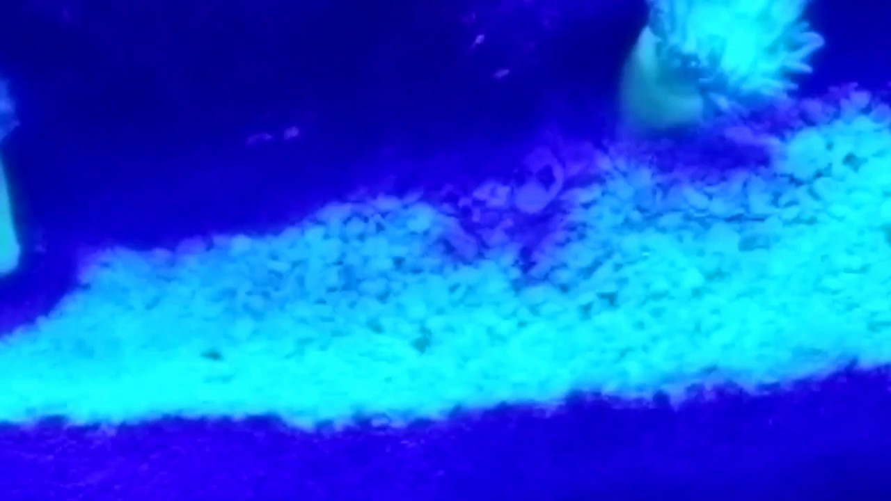 clown knife fish Project Nano - Marine Space MC40 - Day 80 - Aurora Goby shows up, where is the Pistol Shrimp?
