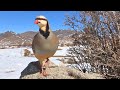 Wild Partridges Near the Village Houses