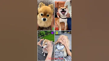 Who is Your Best?😋 Tik Tok Meme Reaction 🤩#shorts #pomeranian