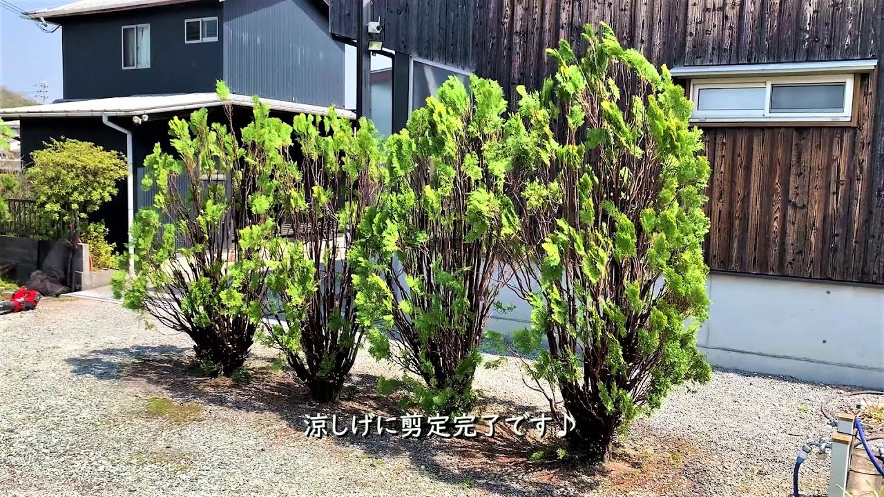 コノテガシワの剪定 Youtube