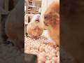 ｼｬｸｼｬｸｼｬｸ… #モルモット #guineapig
