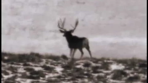 MossBack Mulies Gone Wild Vol. 3 Trailer