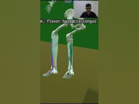 подошвенное сгибание стопы - YouTube
