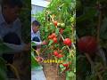 The small vegetable garden is like an old friend of mine. I come here to stroll around every day.