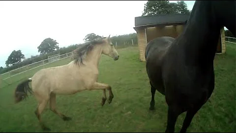 Farouk and Bella love to run together, Apollo keep...