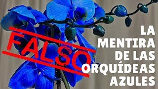 La mentira de las Orquídeas azules || Orquiplanet - YouTube