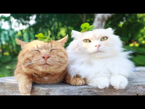 値下げしました 幸せのねこ「かがやきねこ」F4 四つ葉のクローバー のせ猫 250704 - YouTube