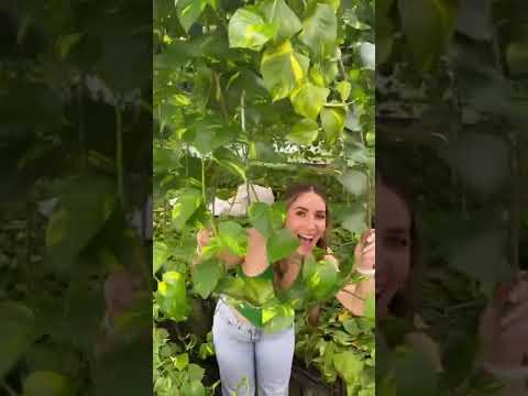 Video: Barbary Martrimony Vine – kaip užauginti santuokinį vynmedį