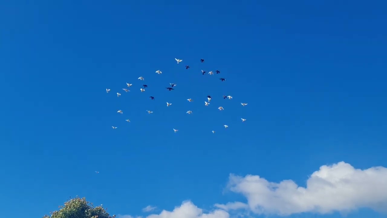 От бакинцев решил показать