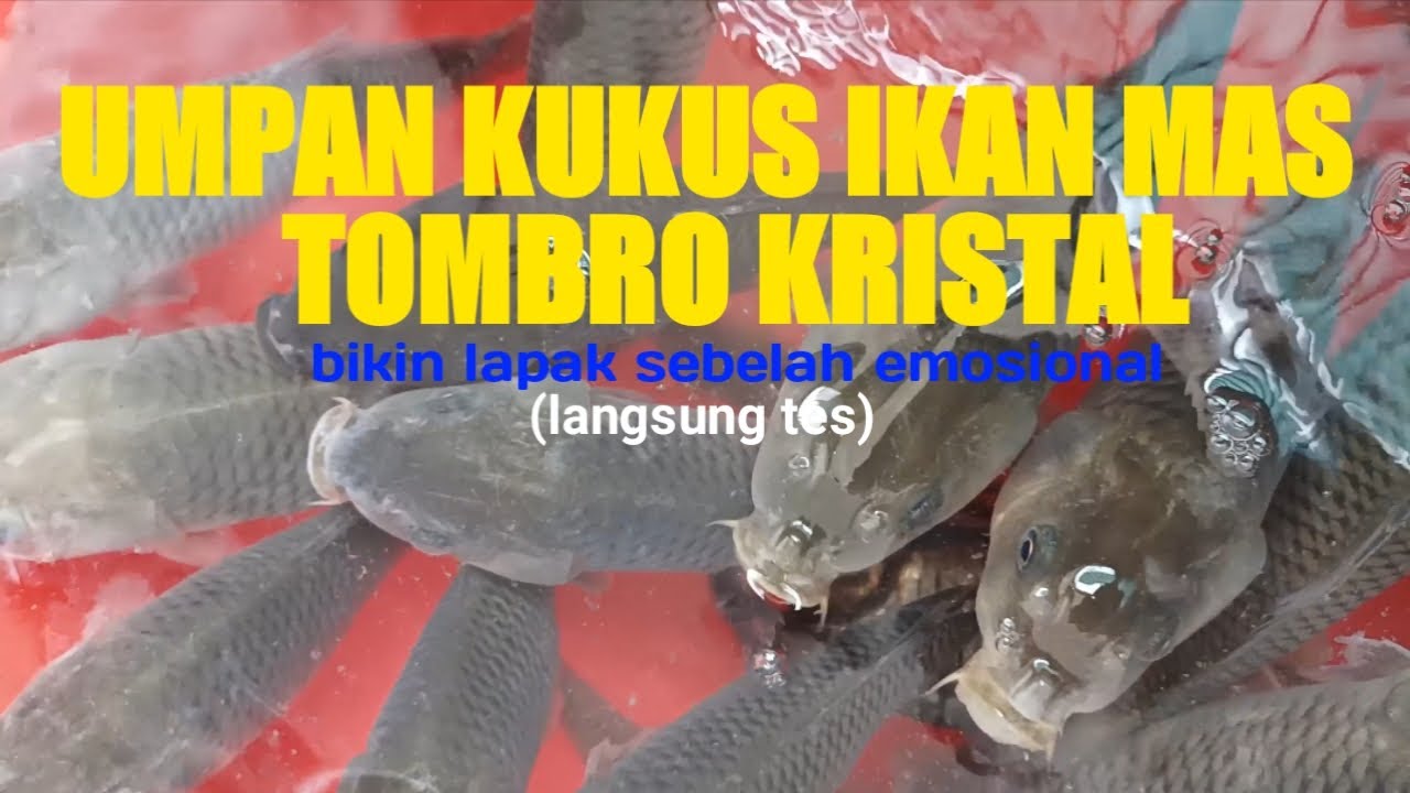 Umpan kukus ikan mas paling gacor