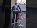 Учёный пёс: танцы с собаками. Тренировка защитного раздела 💃🐕💞💞💞 #dogdance