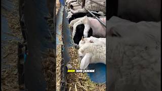 Yemin Böyle Yapıldığını Biliyor Muydun? Ilık