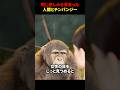 同じ悲しみを背負った人間とチンパンジー #海外 #shorts