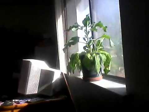 Borage Time Lapse 2 hours in 15 seconds