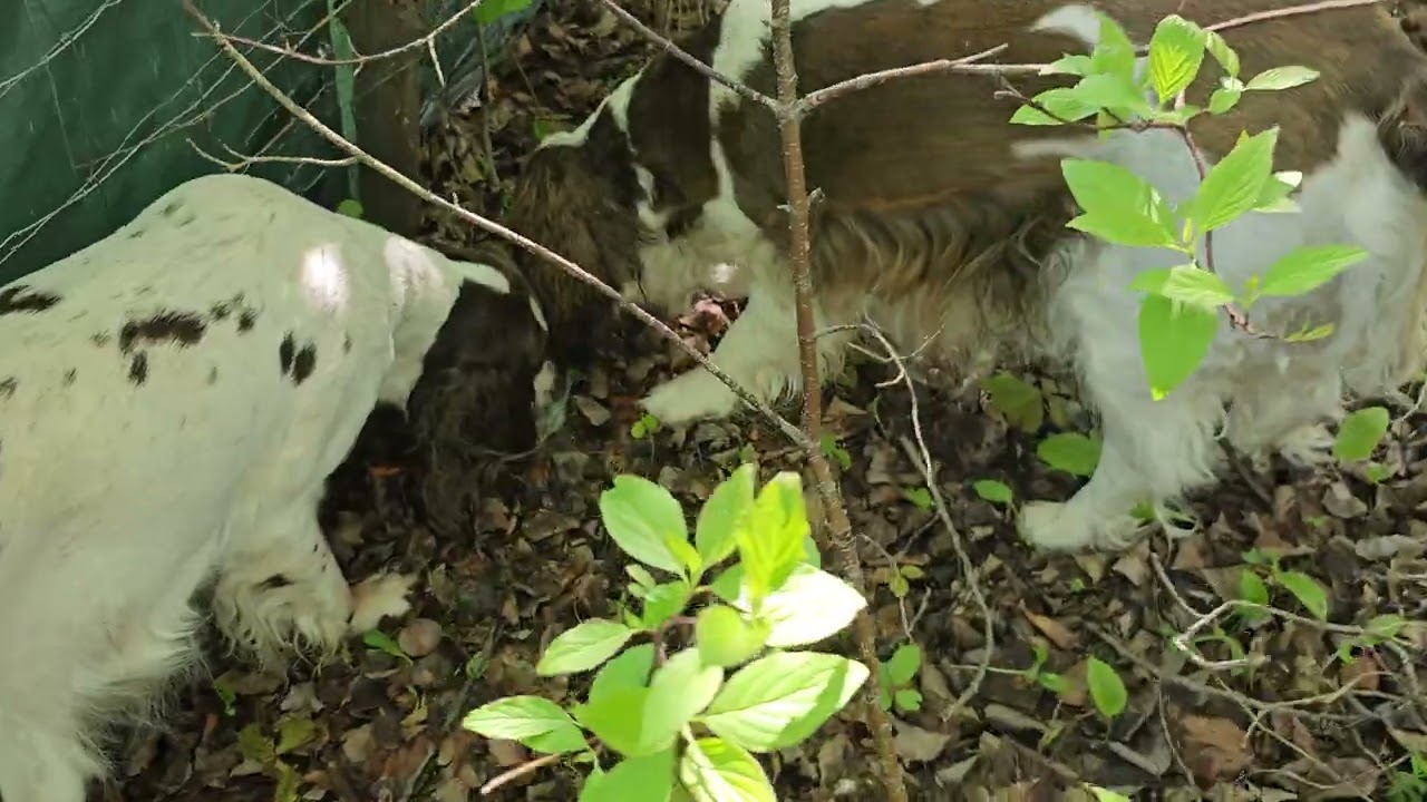 Spaniel morning walk before starting to help us work.