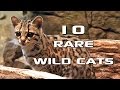 10 Rare Wild Cats You've Never Heard Of: Creature Countdown - FreeSchool