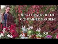 Planting these flowers for December color! // Johns Plant Adventures