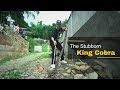 The Stubborn King Cobra | Rescue | Pokhara | Nepal | Rohit Giri |