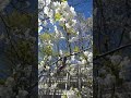 #germany #ilkbahar #frühling #flowers #bienen #honig #kirschblüte #balarısı #çiçek #bahar