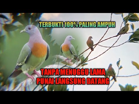 suara pikat punai 1 jam
