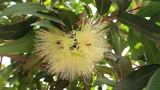 Amazing Pollinisators