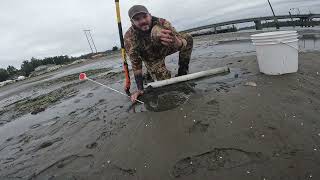 Shovel VS Sand Shrimp Gun for Gaper Clams! #ocean #seafood #fun