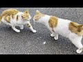 My Cat Meets The Neighbourhood Cats