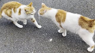 My Cat Meets The Neighbourhood Cats