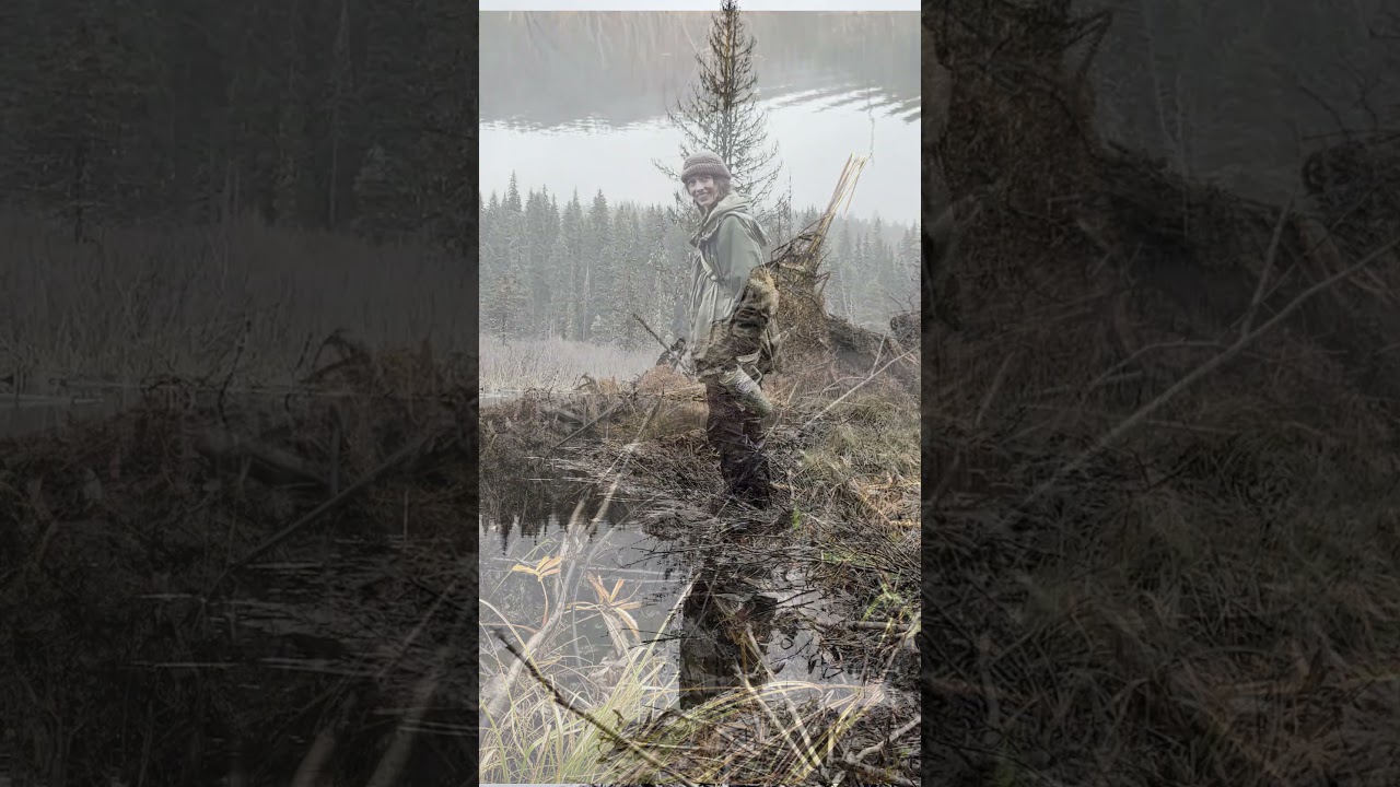 Beaver Dam Construction with Sedges