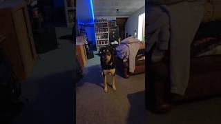 Funny Doberman Siren