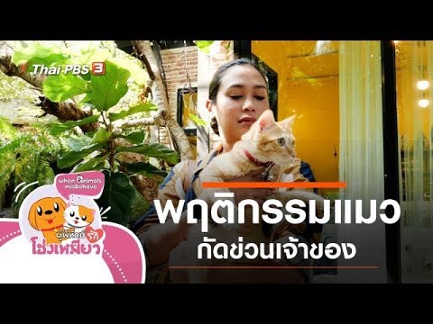 พฤติกรรมแมวกัด ข่วนเจ้าของ : ผู้พิทักษ์รักหงษ์เหมียว (28 ก.พ. 63)