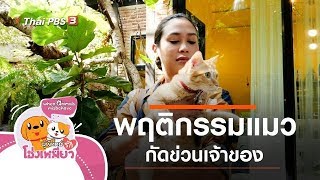 พฤติกรรมแมวกัดข่วนเจ้าของ : ผู้พิทักษ์รักโฮ่งเหมียว (28 ก.พ. 63)