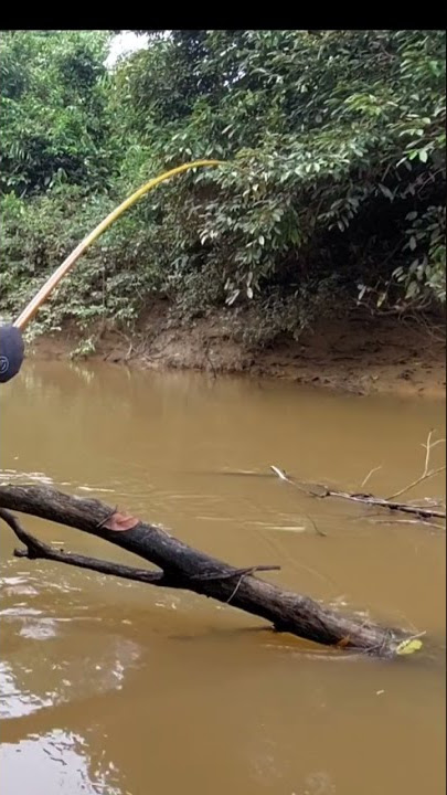 buah sawit umpan jitu buat mancing