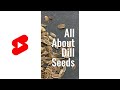 All about Dill Seed - #Shorts