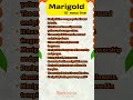 Marigold Flower Essay Writing  #marigold #essay #essaywriting