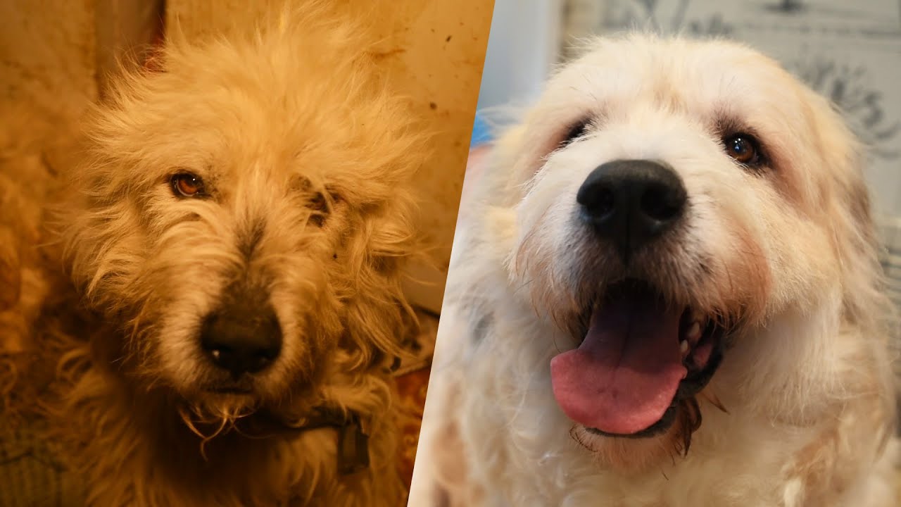 Abused Dog is Reunited With Rescuer – So Many Feels!