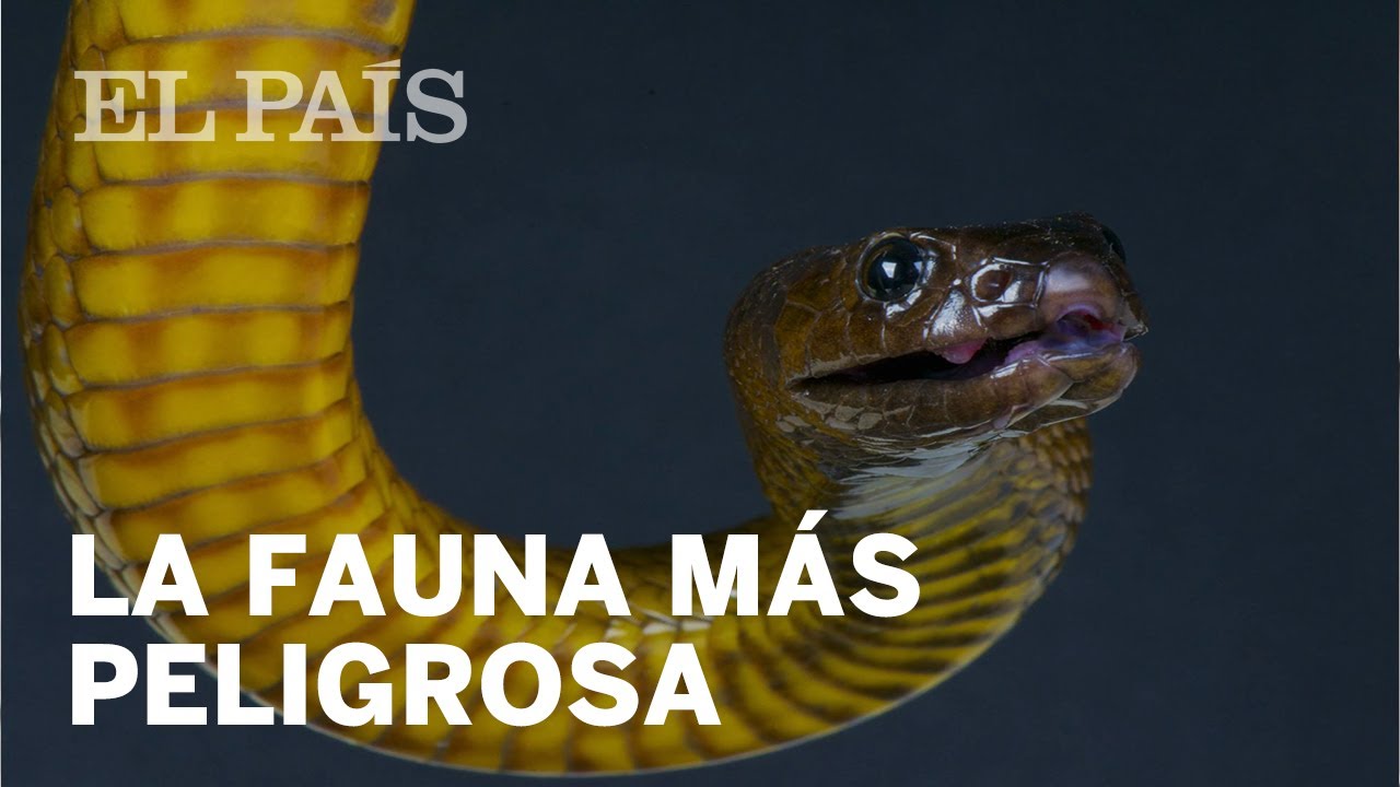 Taipán: Bichos asesinos: la serpiente venenosa del | El astuto | EL PAÍS