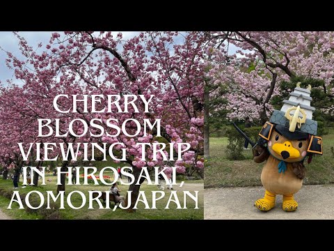 Cherry Blossom viewing trip at Hirosaki-Castle in Aomori,Japan*vlog