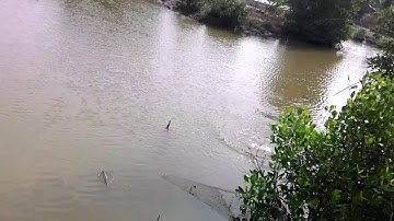 Câu cá khủng ở Cà Mau