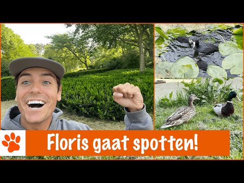 Video: 8 Oogaandoeningen waar u op moet letten bij uw hond