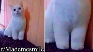 r/Mademesmile | cat kinda sus