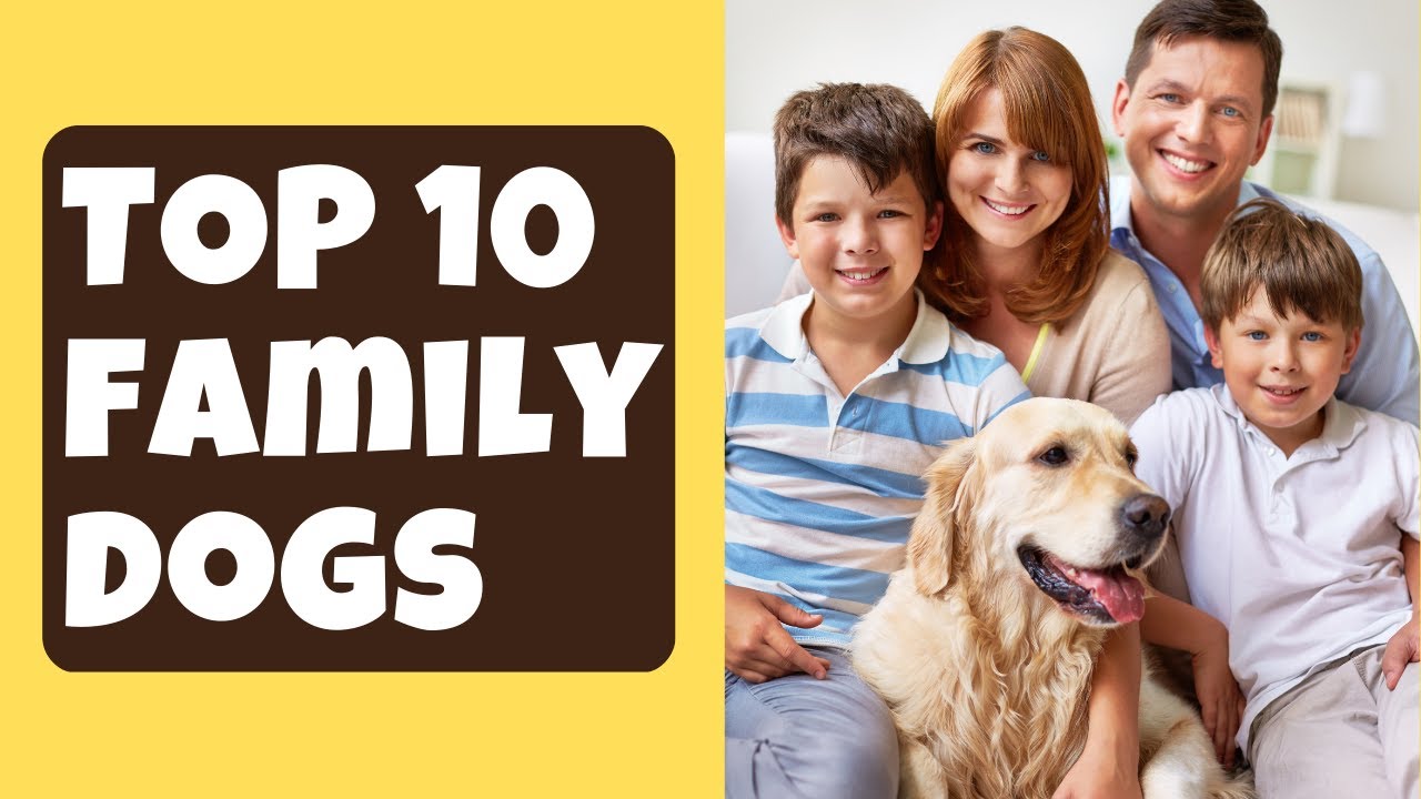 Top 10 Family Dogs The Best Companions for Your Household! YouTube