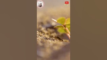 مقطع في منتهى الروعة للشيخ محمد عمران من سورة النمل