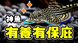 媽祖級護缸神魚有養這些魚魚缸自動變乾淨