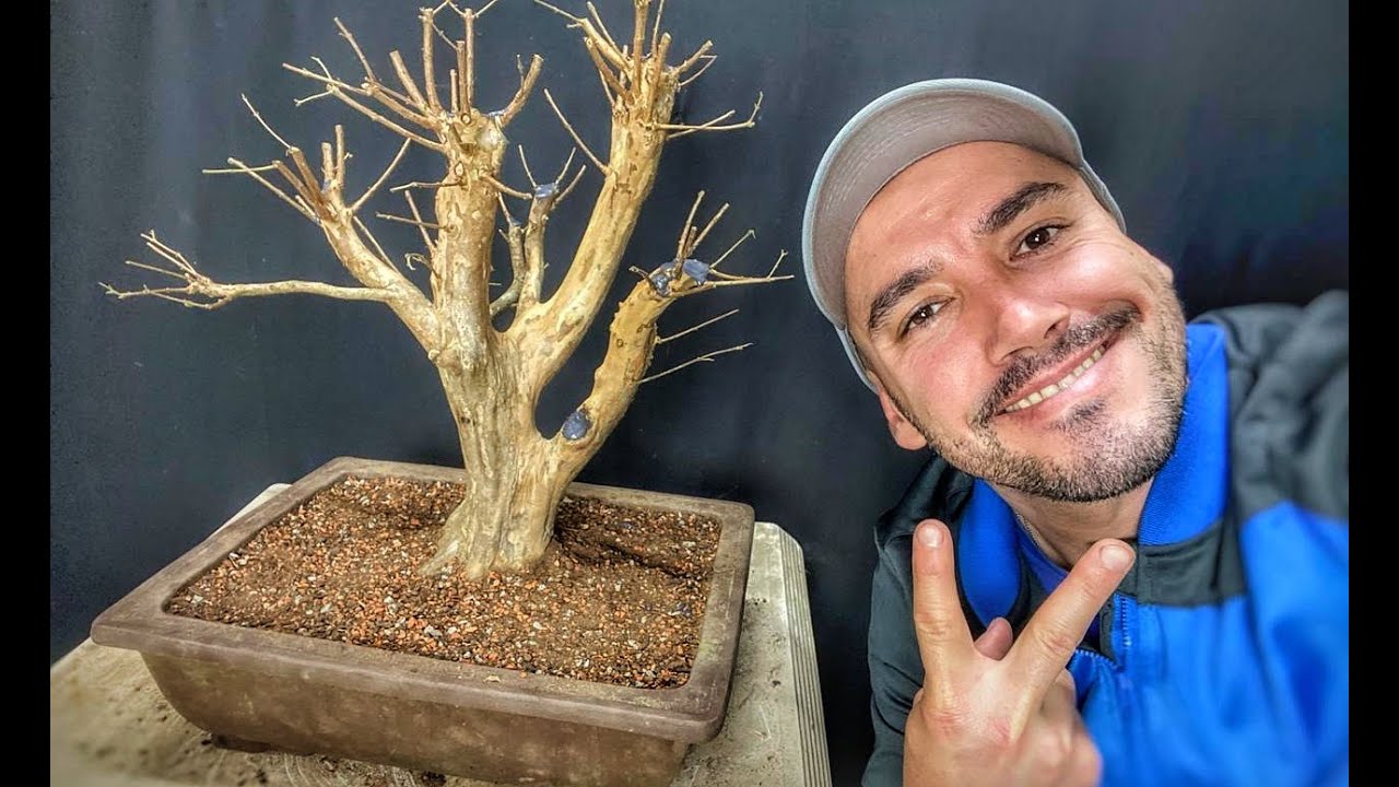 SELEÇÃO DE GALHOS DE BONSAI DE JABUTICABEIRA PÓS TRANSPLANTE