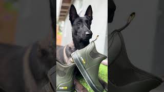 Keep Your Dog Activities Going With KalKal Boots #KalKalBoots #doglife #smartdog by Neu County 7,998 views 5 months ago 1 minute, 24 seconds